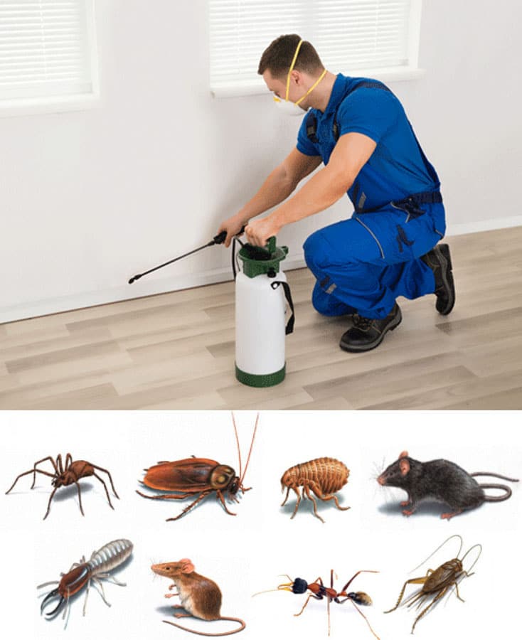 How to get rid of cockroaches in Chicago